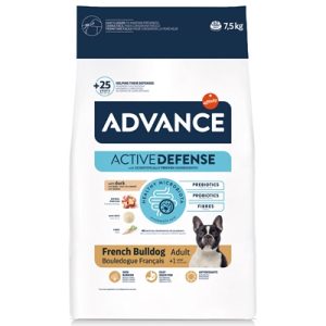 Advance adult french bulldog