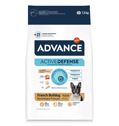 Advance adult french bulldog